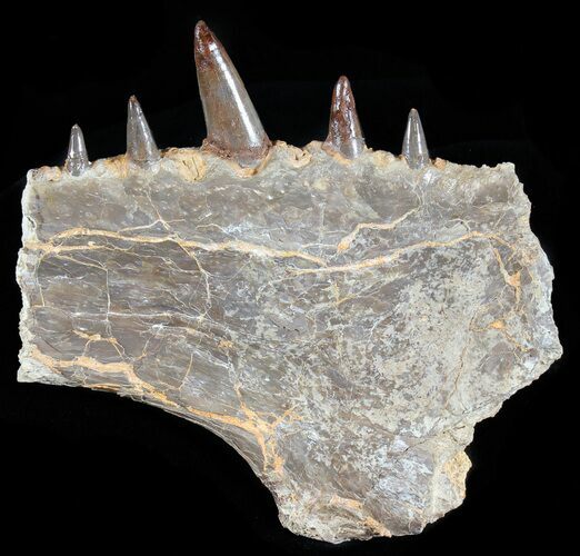 Xiphactinus Jaw Section - Terror of The Cretaceous Seas! #50956